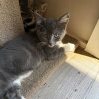 Photo of Pugsley Meet Me At Petstock Chelsea