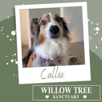 Photo of Callie