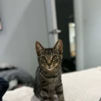 Photo of Pebbles *9 Lives Project Rescue*