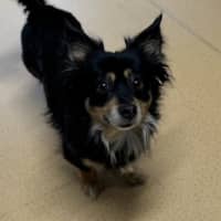 Photo of Rufus