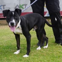 Photo of Jetson
