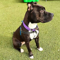 Photo of Lilac 