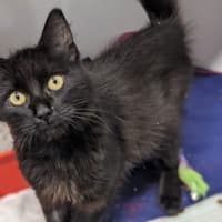 Photo of Salem