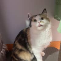 Photo of Ladybug
