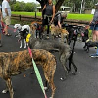 Photo of Danny, The Greyhound 