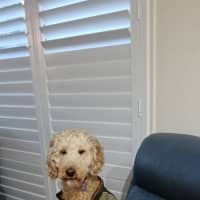 Photo of Isla   5 Year Old Groodle