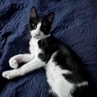 Photo of Benson 