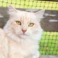 Photo of Ebony & Ivory