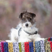 Photo of Benji