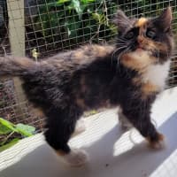 Photo of Violet (K56)