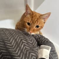 Photo of Vader & Weasley 