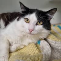 Photo of Pooki