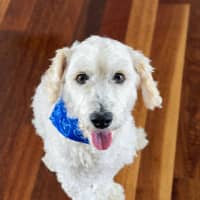 Photo of Sydney & Rocco   10 & 8 Year Old Moodle