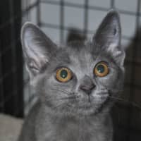 Photo of Shadow (Raffa)