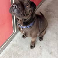 Photo of Marley
