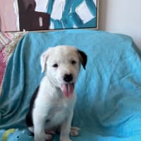Photo of Diesel