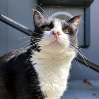 Photo of Hondo Sta013298