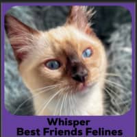Photo of Whisper 