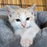Photo of Otis 