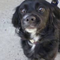 Photo of Bear