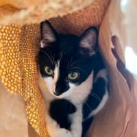 Photo of Mowgli   In Foster Care In Northcote