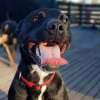Photo of Kuro