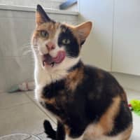 Photo of Mittens