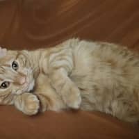 Photo of Toffee