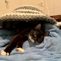 Photo of Oreo And Panda 