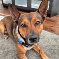 Photo of Ash   3 Year Old Kelpie X (Trial)