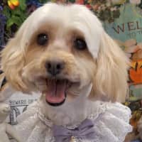 Photo of Molly & Benji