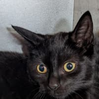 Photo of Slinky Malinki
