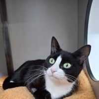 Photo of Peppermint Patty