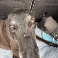 Photo of Sakura, The Greyound