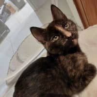 Photo of Pink   Located In Reservoir