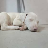 Photo of Marshmallow