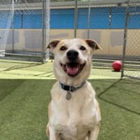 Photo of Tiki
