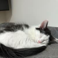 Photo of Marshmellow