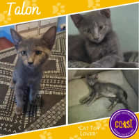 Photo of Talon
