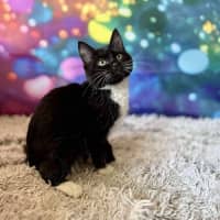 Photo of Violet   Located In East Brunswick 