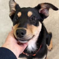 Photo of Goober Jnr (Goobz Joonz)