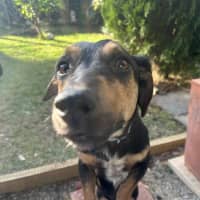 Photo of Milhouse 