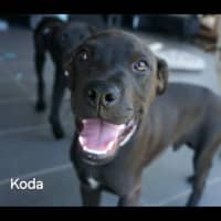 Photo of Koda 