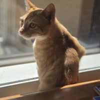 Photo of Golden