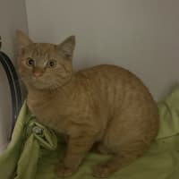 Photo of Chobi