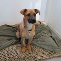 Photo of Belle