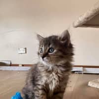 Photo of Nutmeg