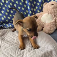 Photo of Indi