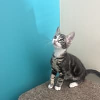 Photo of Cheeto   Now At Pet Quarters Rutherford