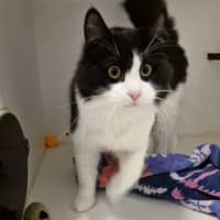 Photo of Percy
